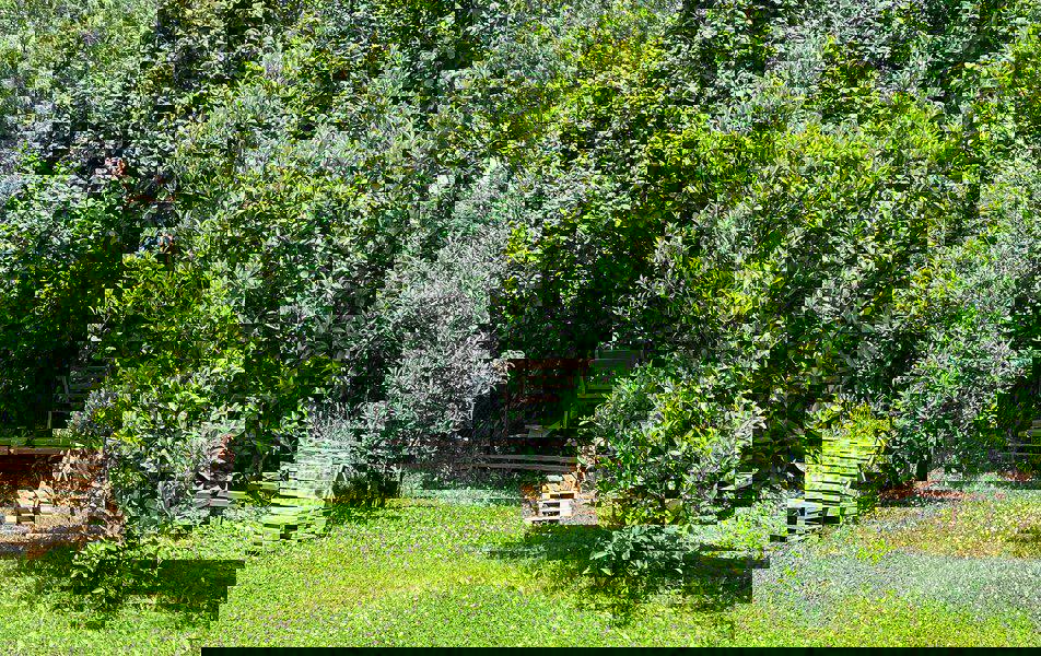 Отдых Отель Дива - Территория