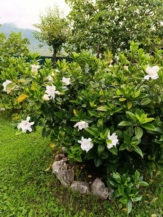 Отдых Гостевой дом Шамаа - Территория