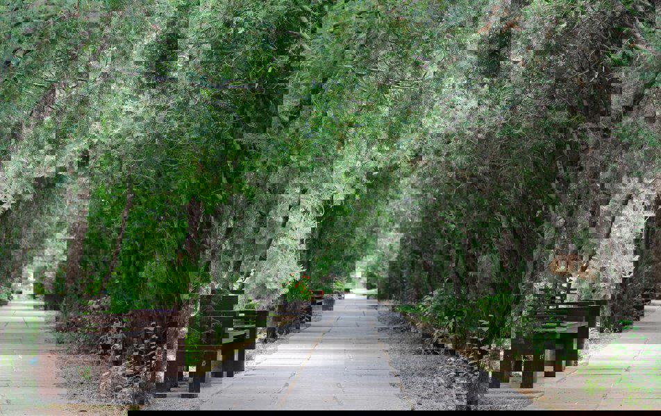 Отдых Санаторий Саки - Территория