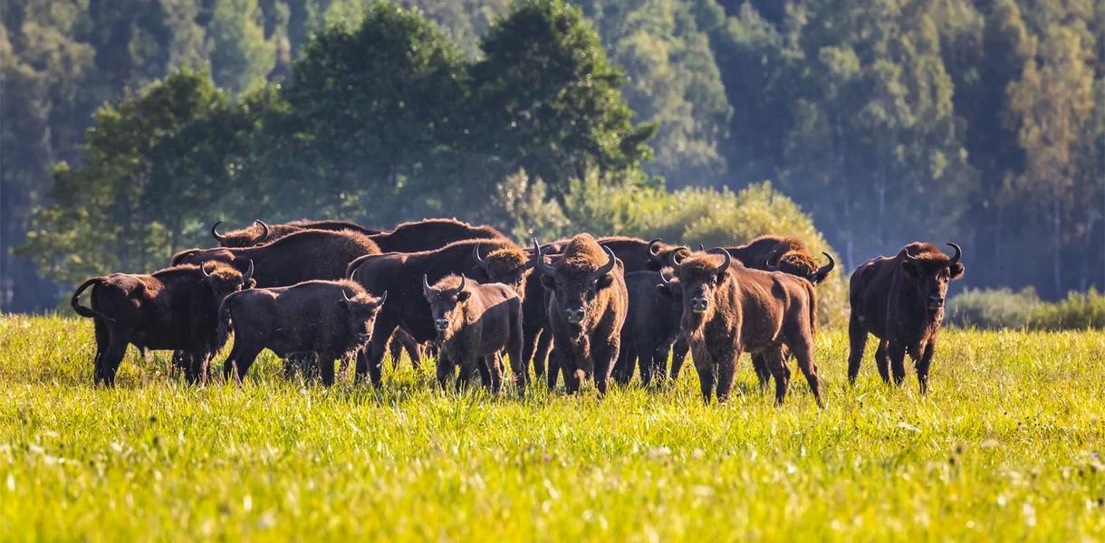 Автобусный тур Беловежская пуща - Кобрин, выезд из Минскa