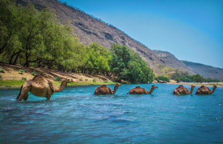 Тур Мирбат - Салала - Фото 2