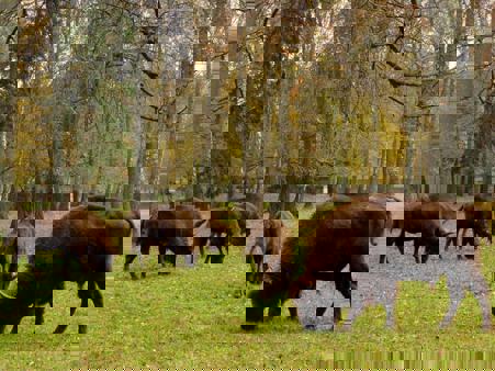 Тур Гродно - Беловежская пуща - Каменец - Брест - Фото 2