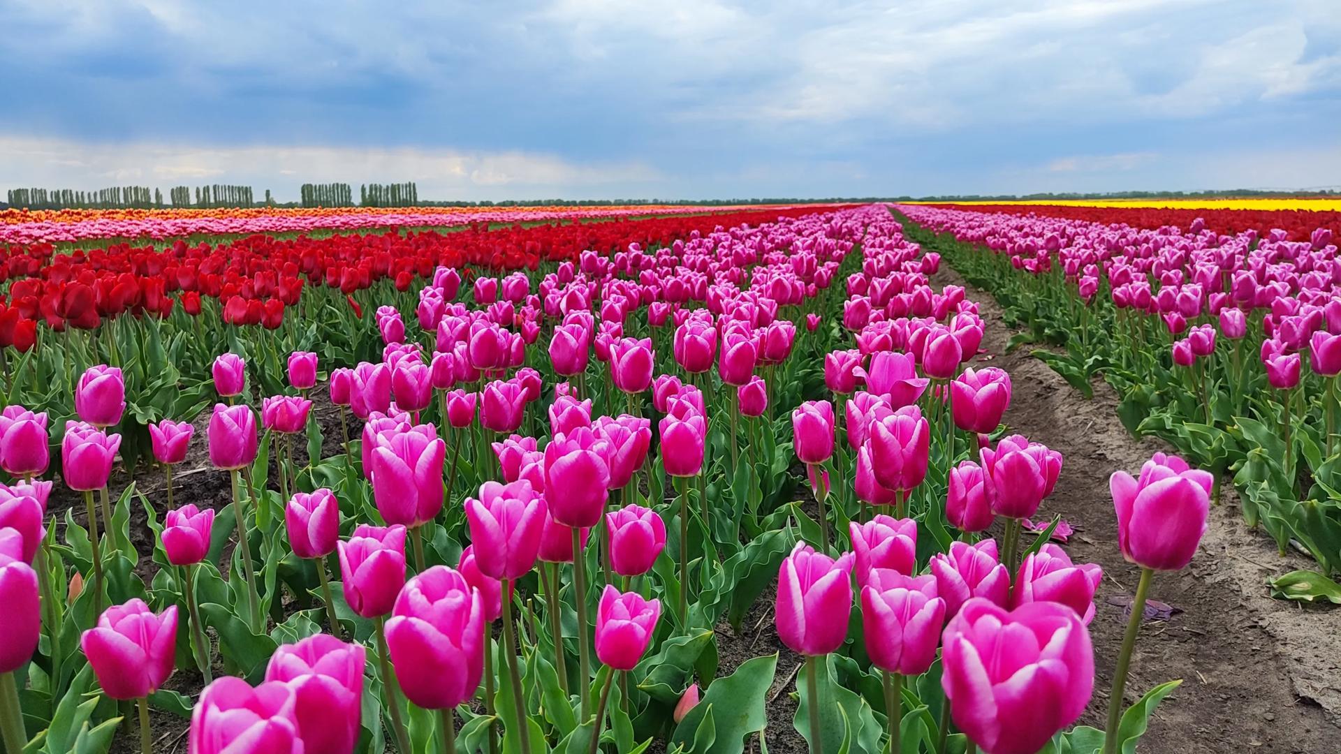 Автобусный тур Грушевка Ляховичский р-н - Коссово, выезд из Минскa