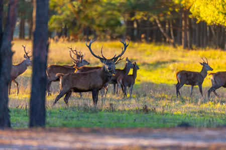 Тур Лясковичи - национальный парк Припятский - Фото 1