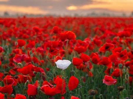 Тур Пушкинские горы - Псков - Печоры - Фото 4