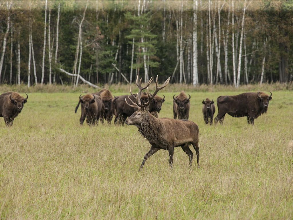 Автобусный тур Лясковичи - Туров, выезд из Минскa