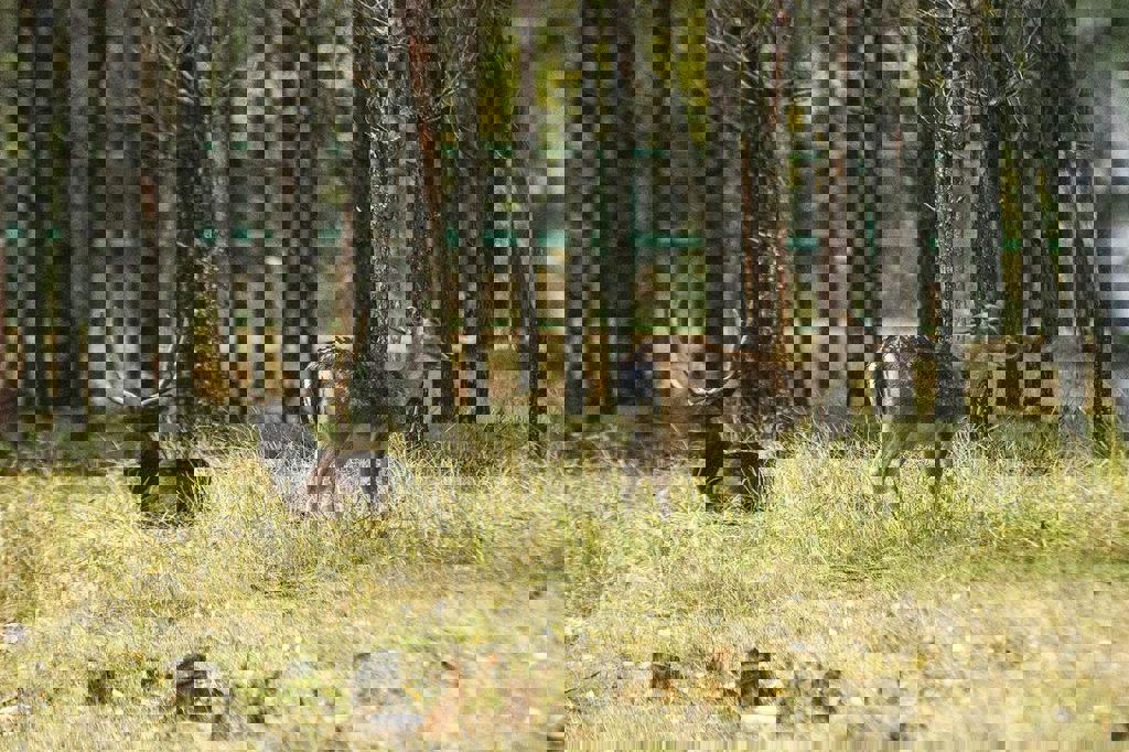 Автобусный тур Березинский заповедник, выезд из Минскa