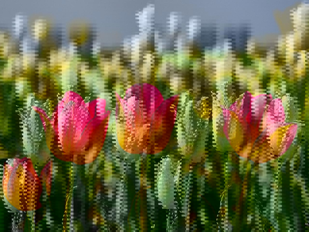 Автобусный тур Мотоль - Тышковичи, выезд из Минскa