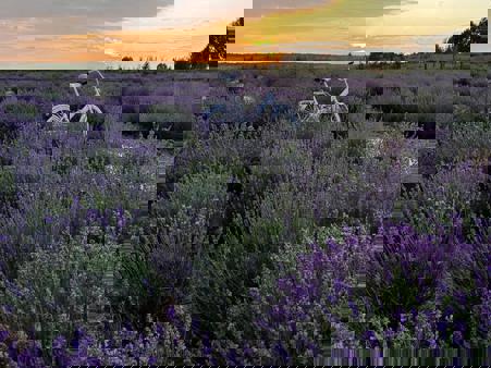 Тур Могилев - Фото 3 Лавандовое поле