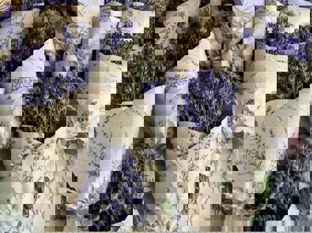 Тур Могилев - Фото 4 Лавандовые букеты