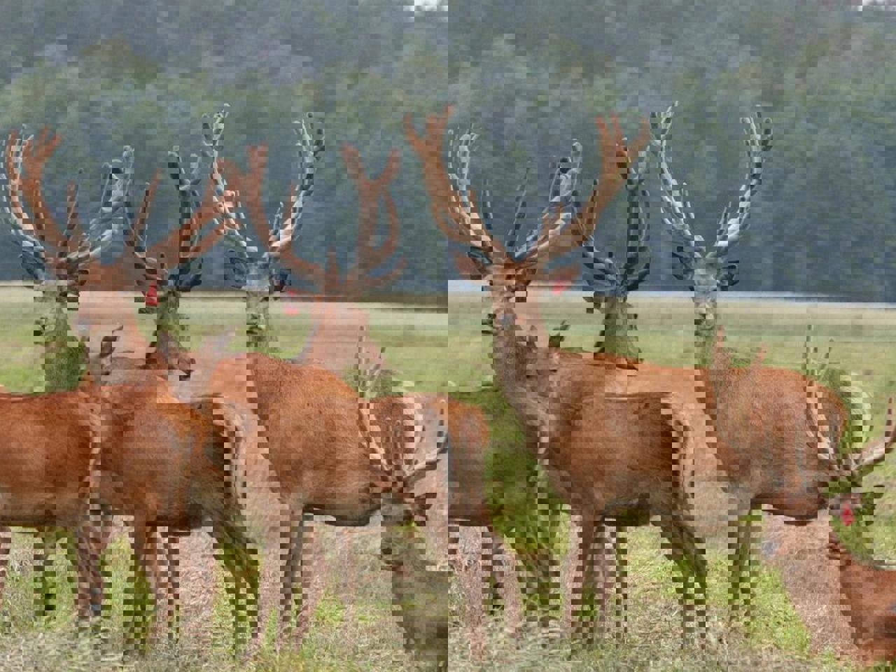 Автобусный тур Лясковичи - национальный парк Припятский - Туров, выезд из Минскa