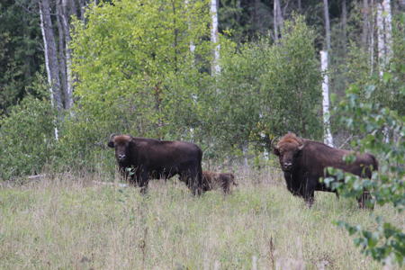 Тур Браслав - Фото 2