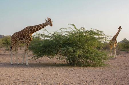 Тур Дубай - Фото 2