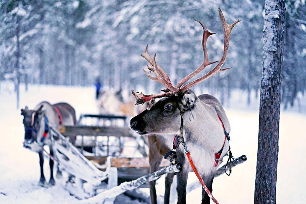 Автобусный тур Петрозаводск - Рускеала - Сортавала, выезд из Гомеля, Жлобинa, Бобруйскa, Минскa, Полоцкa