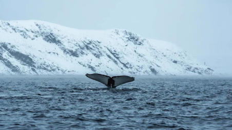 Тур Петрозаводск - Апатиты - Мурманск - Териберка - Санкт-Петербург - Фото 11