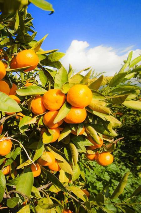 Тур Мцхета - Ананури - монастырь Джвари - Тбилиси - Батуми - Шекветили* - Уреки* - Сарпи* - Фото 10