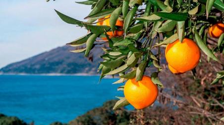 Тур Мцхета - Ананури - монастырь Джвари - Тбилиси - Батуми - Шекветили* - Уреки* - Сарпи* - Фото 9