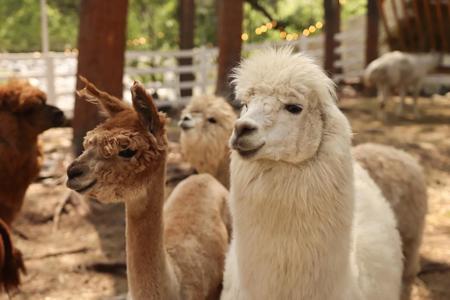 Тур Терскол - гора Эльбрус - Фото 1