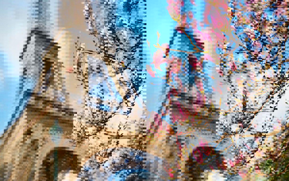 Автобусный тур Дрезден - Париж - Диснейленд (Париж)* - Прага, выезд из Минскa, Молодечно