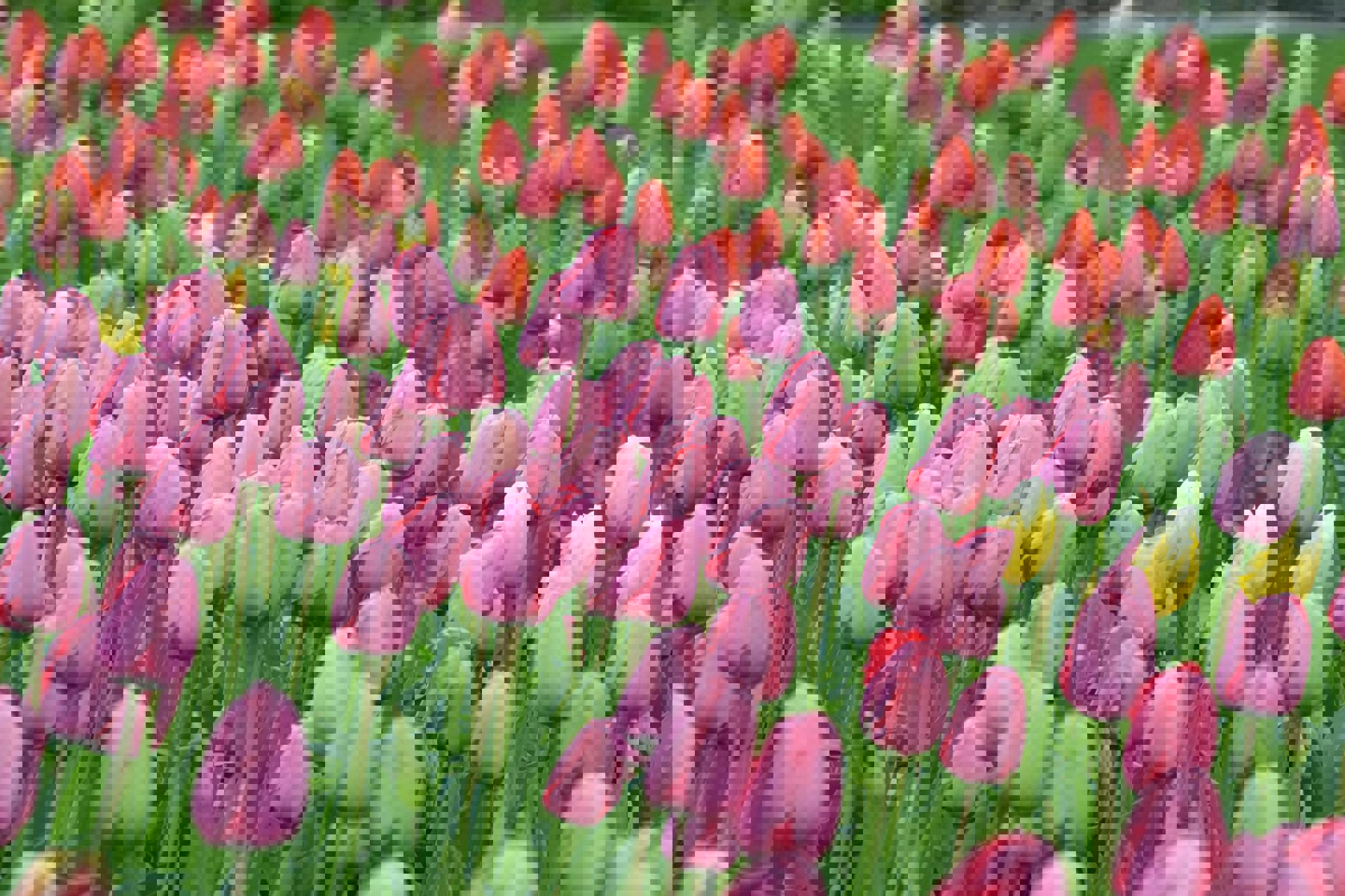 Автобусный тур Тышковичи - Коссово, выезд из Минскa