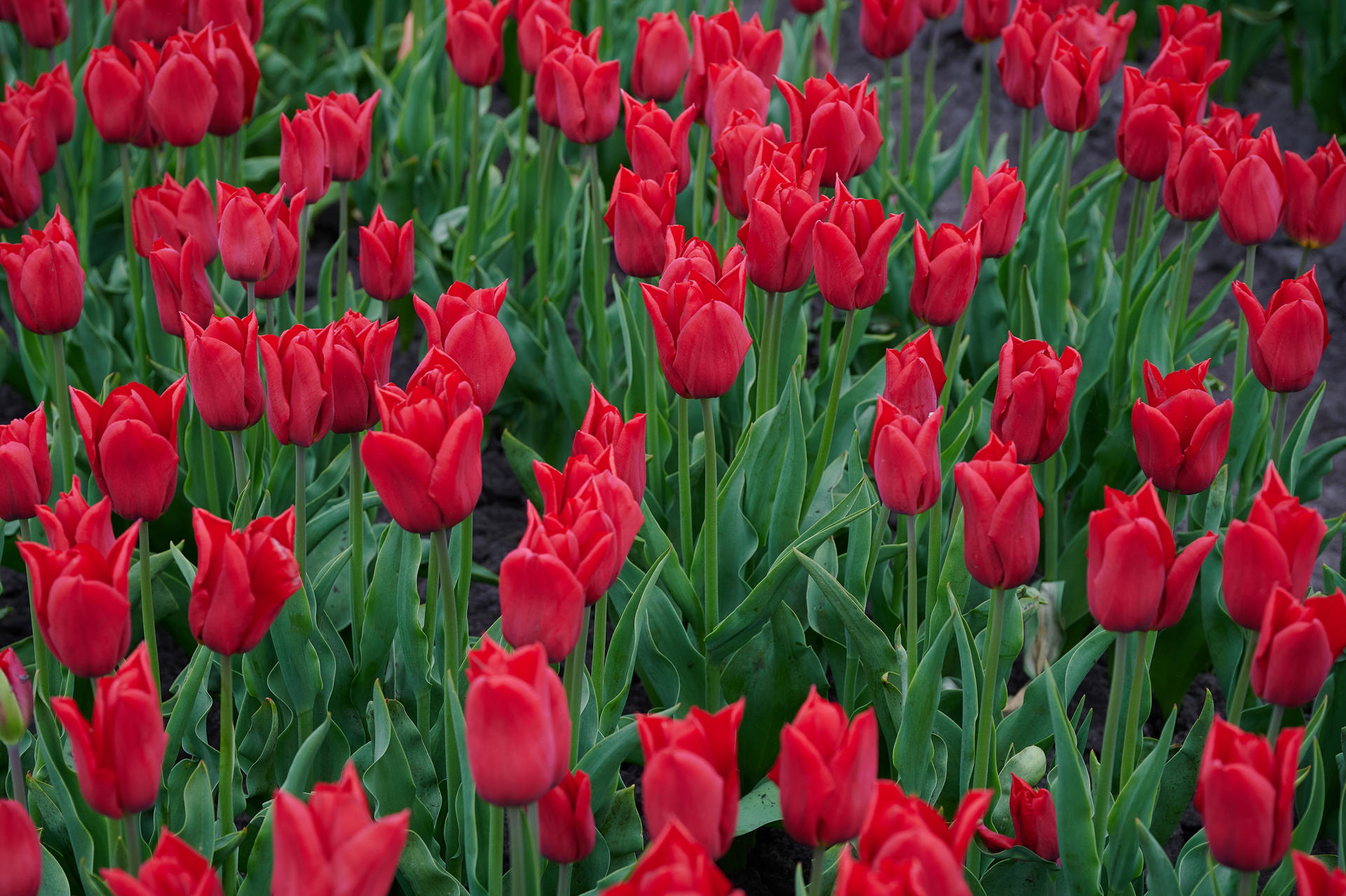 Автобусный тур Тышковичи - Краски, выезд из Гродно