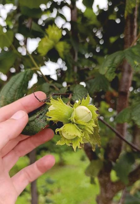 Тур Молодечно - Залесье Сморгонский р-н - Фото 2 наблюдение за сбором фундука