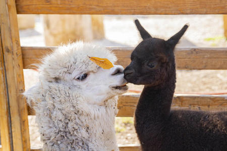 Тур Радошковичи - Молодечно - Фото 3 альпака-парк. милее созданий вы уже не встретите!