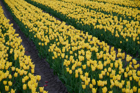 Тур Тышковичи - Краски - Фото 1