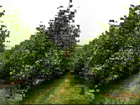 Тур Радошковичи - Молодечно - Фото 1 плантация фундука 75 гектаров