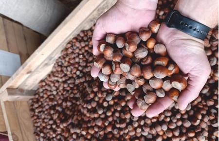 Тур Молодечно - Залесье Сморгонский р-н - Фото 3 полный цикл ореха от ростка до магазина