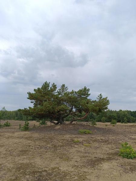 Тур заказник Выгонощанский - Фото 3