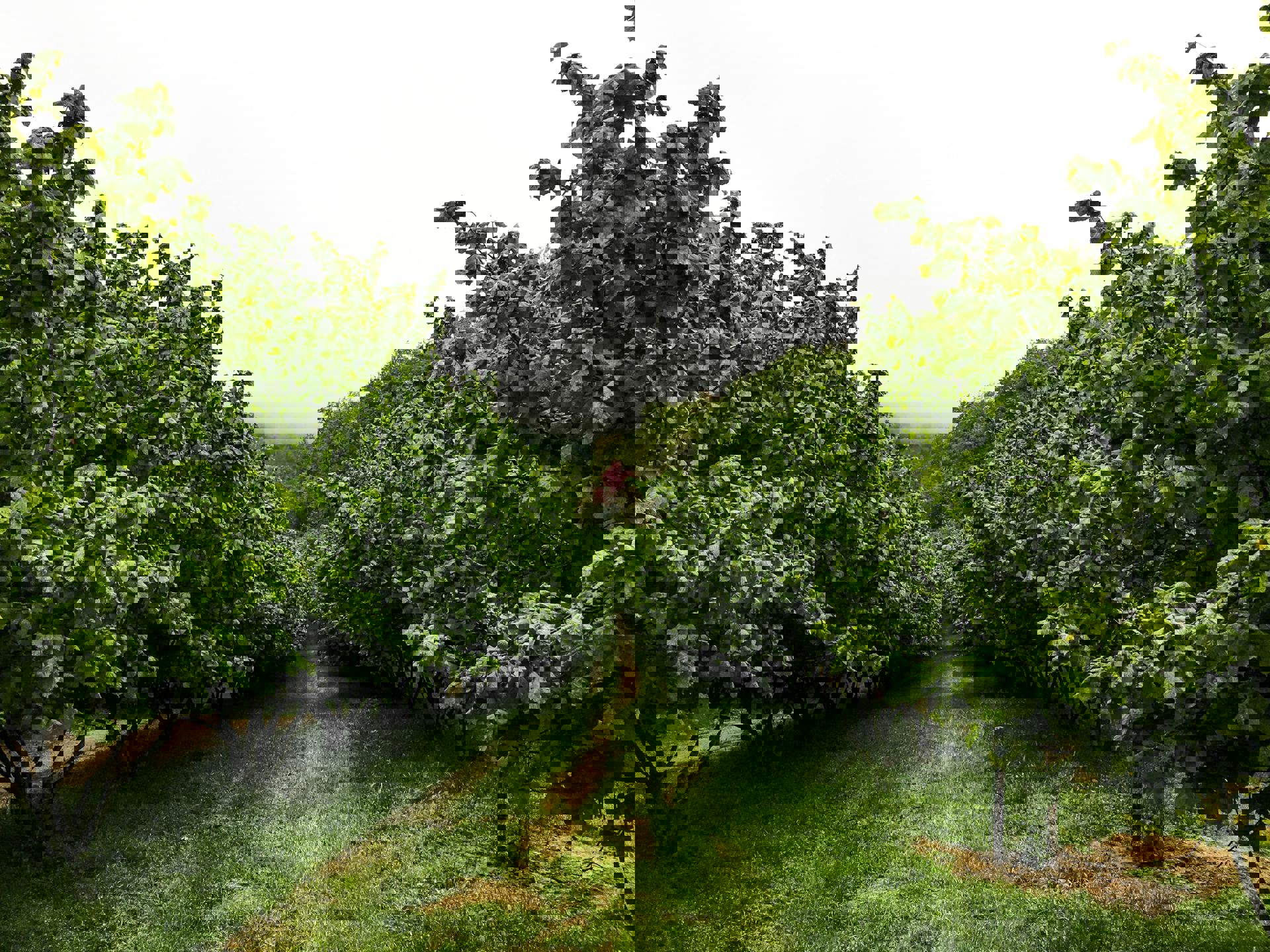 Автобусный тур Молодечно - Залесье Сморгонский р-н, выезд из Минскa