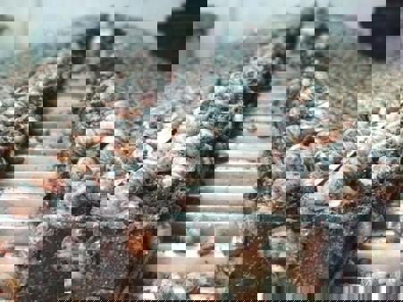 Тур Радошковичи - Молодечно - Фото 4 жизнь на улиточной ферме размерена и нетороплива