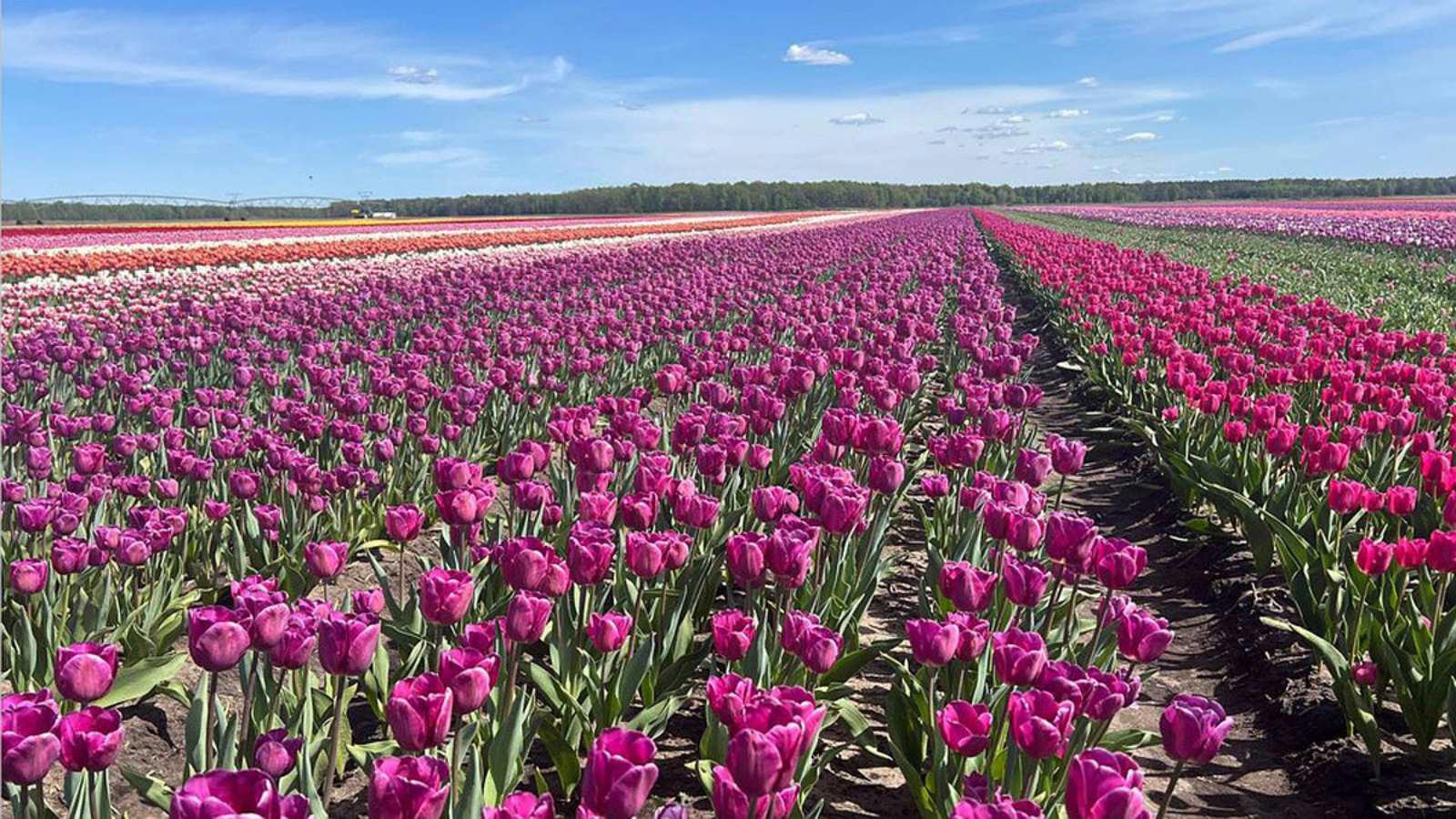 Автобусный тур Пинск - Тышковичи, выезд из Гомеля, Калинковичей