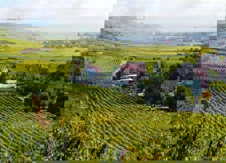 Тур Страсбург - Кольмар - замок Верхний Кенигсбург - Риквир - Фото 5