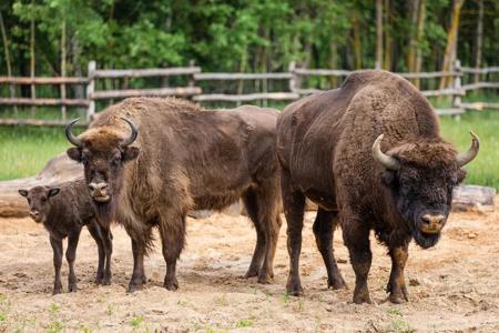 Тур Барановичи - Коссово - Ружаны - Фото 4