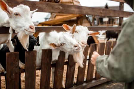 Тур Барановичи - Коссово - Ружаны - Фото 3