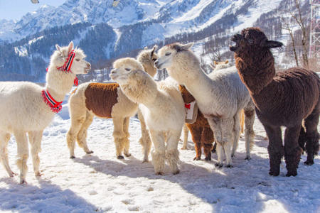 Тур Домбай - Теберда - Тебердинский заповедник  - Фото 3