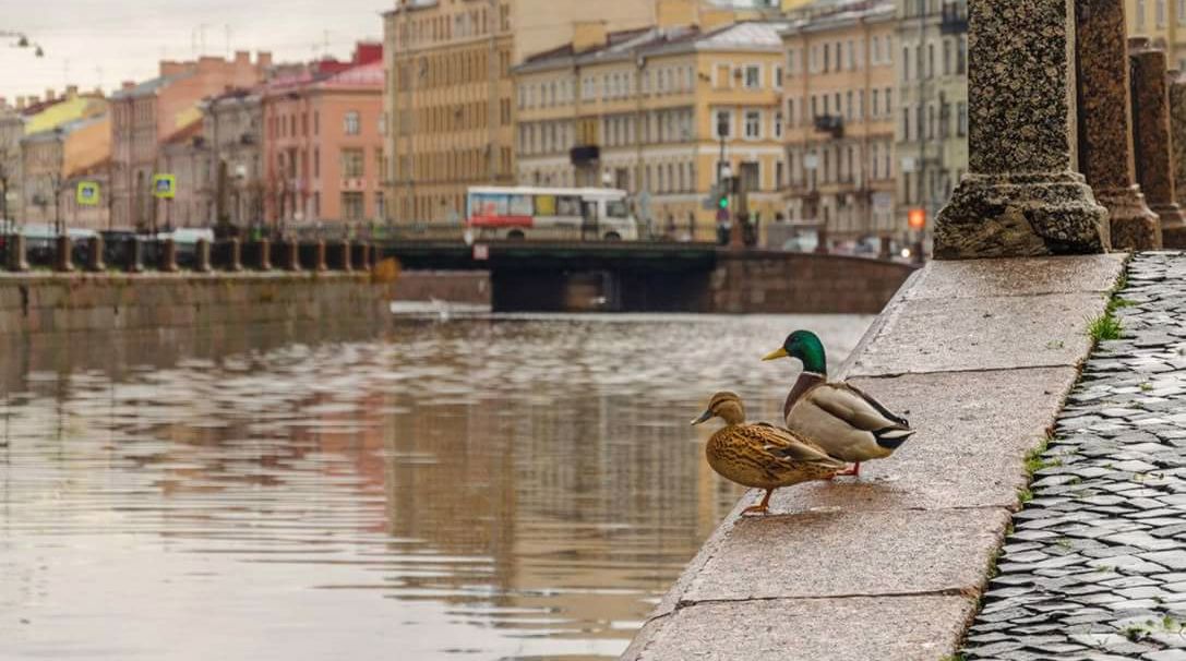 Автобусный тур Санкт-Петербург - Царское Село, выезд из Гомеля