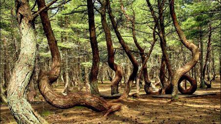 Тур Калининград - Янтарный - Светлогорск - Некрасово Калининградская обл. - Балтийск - Зеленоградск - Фото 12 Танцующий лес