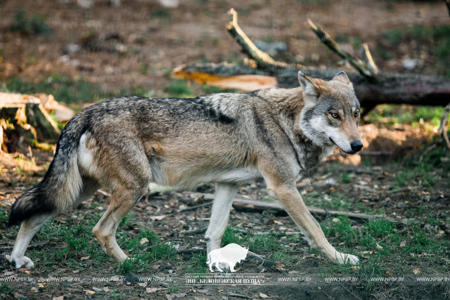 Тур Беловежская пуща - Фото 4