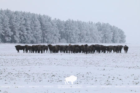 Тур Беловежская пуща - Фото 3
