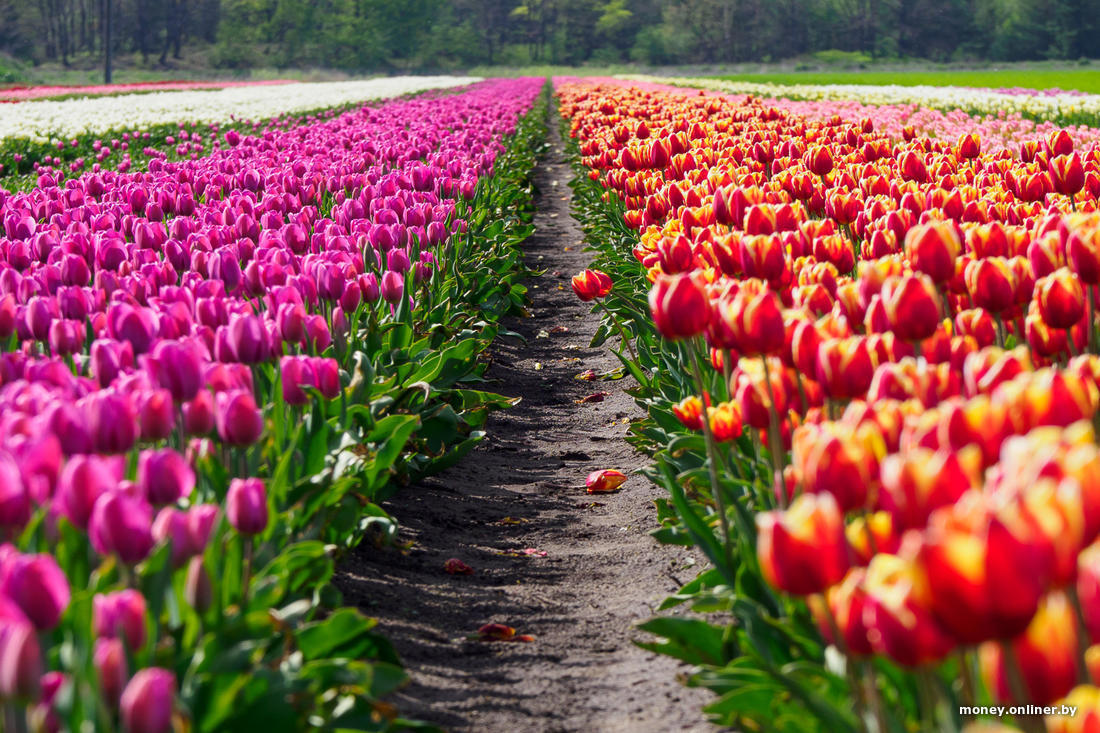 Автобусный тур Тышковичи - Кобрин, выезд из Брестa