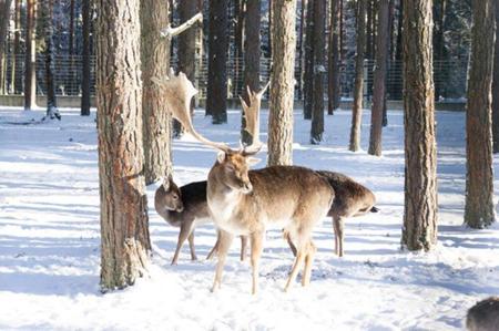 Тур Беловежская пуща - Фото 1
