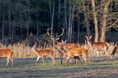 Тур национальный парк Припятский - Пинск - Мотоль - Фото 3