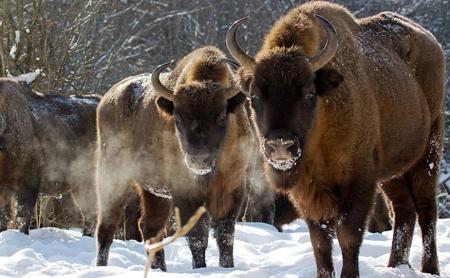 Тур Беловежская пуща - Фото 3
