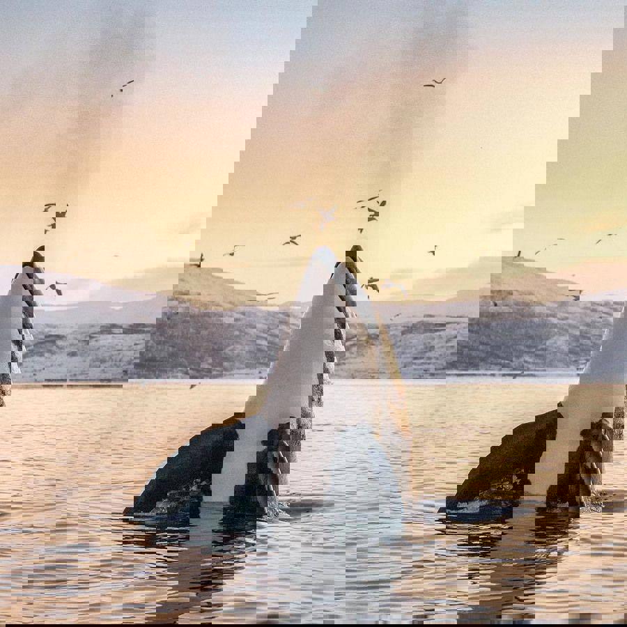 Автобусный тур Петрозаводск - Мурманск - Териберка - Кировск - Выборг, выезд из Минскa, Бобруйскa, Жлобинa, Гомеля