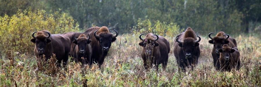 Автобусный тур Брест - Беловежская пуща - Каменец, выезд из Гродно