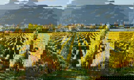 Тур Тбилиси - монастырь Джвари - Мцхета - монастырь Бодбийский - Сигнахи - Уплисцихе - Гори - Кобулети - Батуми - Фото 5