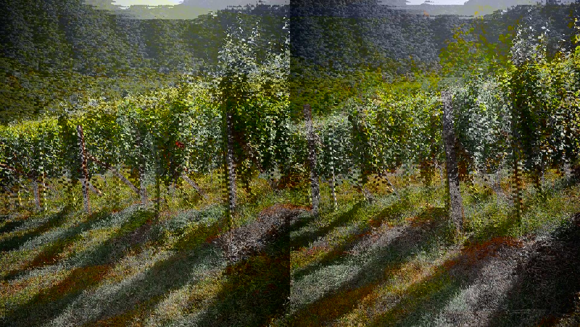 Тур Телави - Цинандали - Алаверди - Ананури - Гергети - Тбилиси - монастырь Джвари - Мцхета - Боржоми - Вардзия - Ахалцихе - Кутаиси - Кобулети - Батуми, выезд из Минскa